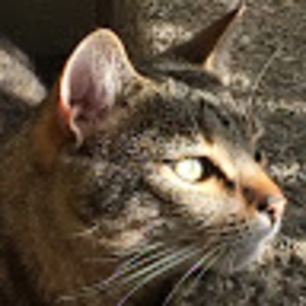 Meet your Posher, Iana